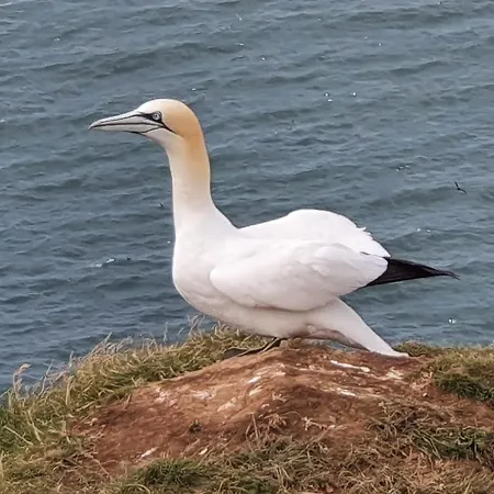 St Michael's סקארבורו